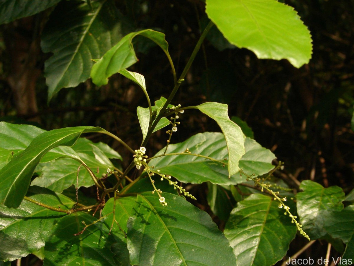 Maesa indica (Roxb.) Sweet